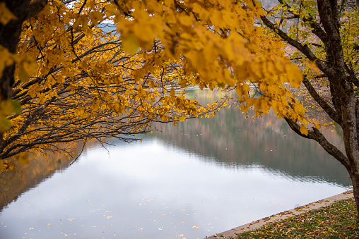 Beautiful autumn colors of Forest House  and lake reflection in Boraboy Lake and like wallpaper