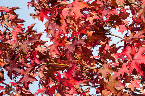 Red leaves against an indigo blue sky