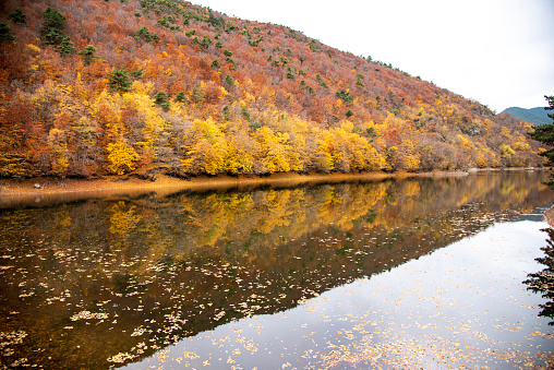 Beautiful autumn colors of Forest House  and lake reflection in Boraboy Lake and like wallpaper