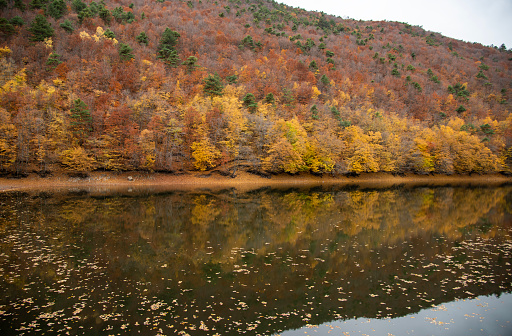 Beautiful autumn colors of Forest House  and lake reflection in Boraboy Lake and like wallpaper