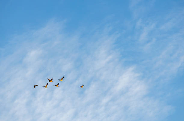 istock A flock of birds on the blue sky 1448842758