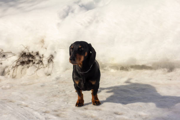 ein kleiner dackelhund geht an einem sonnigen wintertag nach draußen. - snow dog walking running stock-fotos und bilder