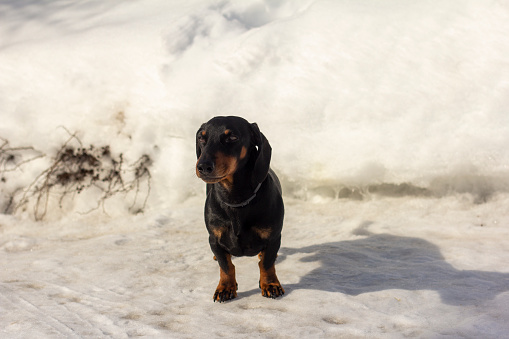 A small dachshund dog walks outside on a sunny winter day