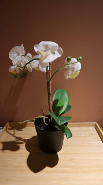 istock Artificial orchid flower room decoration. 1448847051