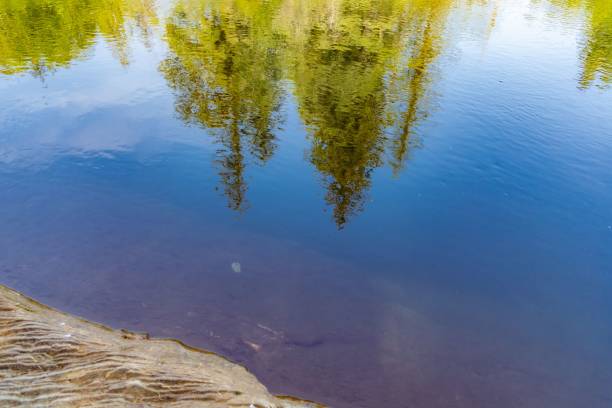 istock Reflection of trees on water 1448847114