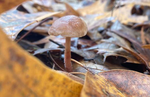 istock Small Brown Mushroom on Forest Floor 1448848141