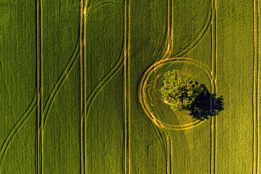 view from above on lonely tree with shadows in a green field and forest in the background