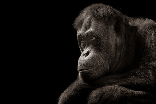 Portrait of a sad sumatran orangutan (Pongo abelii) against a black background.