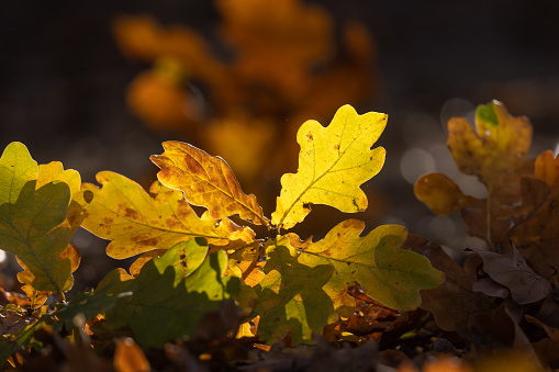 Circle of multicolored autumn maple leaves, on a white background