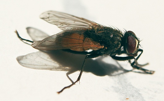 A macro shot of a fly perched on a white background