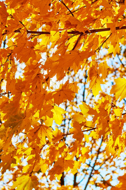 istock background with autumn yellow leaves in sunny day 1448856241
