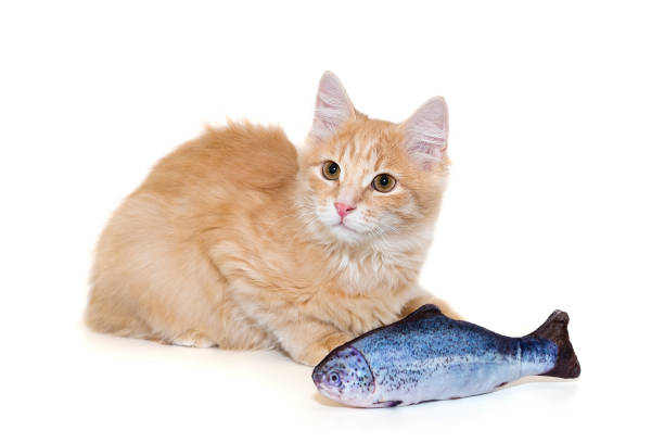 Red kitten is sitting with a fish toy, isolated on a white background.