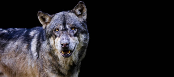 istock Template of a gray wolf with a black background 1448857912