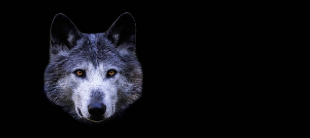 istock Template of a black wolf with a black background 1448857913