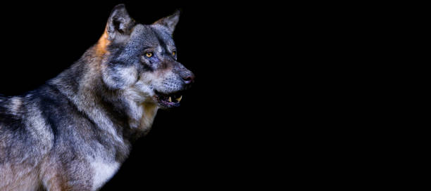 istock Template of a gray wolf with a black background 1448857914