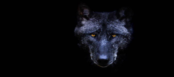 istock Template of a black wolf with a black background 1448857928