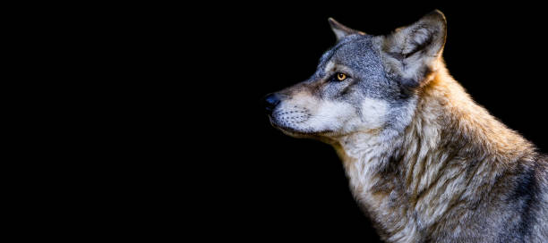 istock Template of a gray wolf with a black background 1448857946