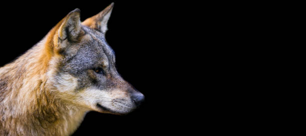 istock Template of a gray wolf with a black background 1448857948