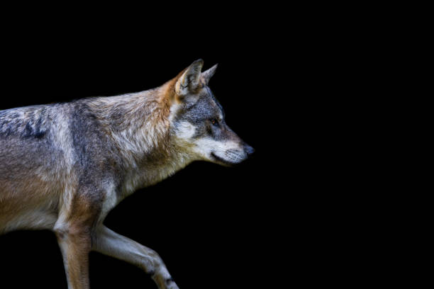 istock Portrait of a gray wolf with a black background 1448857963
