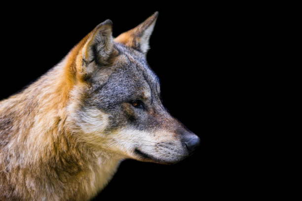istock Portrait of a gray wolf with a black background 1448857964