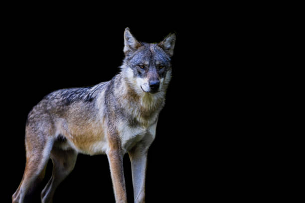 istock Portrait of a gray wolf with a black background 1448857977