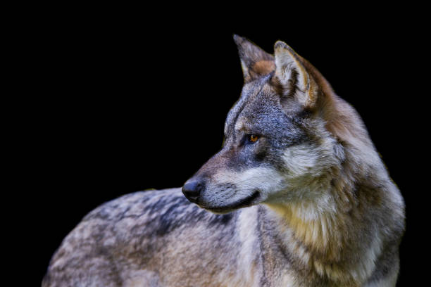 istock Portrait of a gray wolf with a black background 1448857979