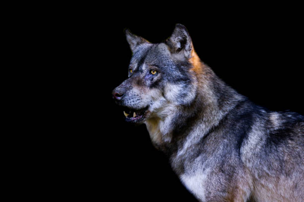 istock Portrait of a gray wolf with a black background 1448857986