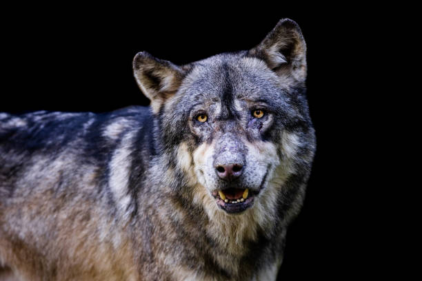 istock Portrait of a gray wolf with a black background 1448857987