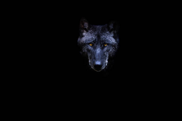 istock Portrait of a black wolf with a black background 1448857993