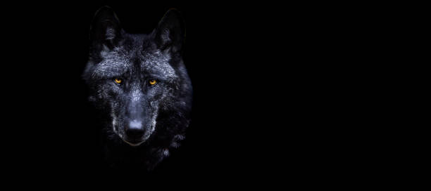 istock Template of a black wolf with a black background 1448858009