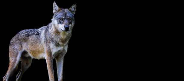 istock Template of a gray wolf with a black background 1448858017