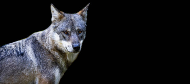 istock Template of a gray wolf with a black background 1448858030