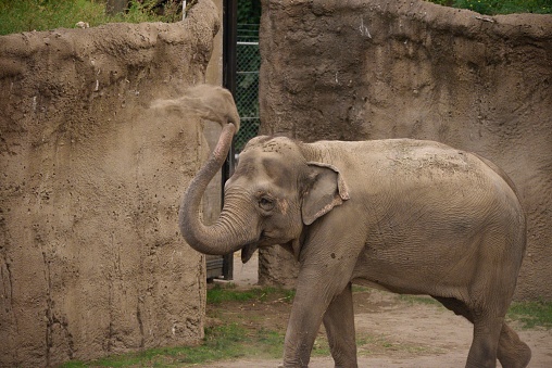 An elephant spraying sand with its trunk in a zoo