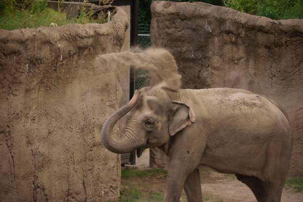 istock Elephant spraying sand with its trunk in a zoo 1448858579