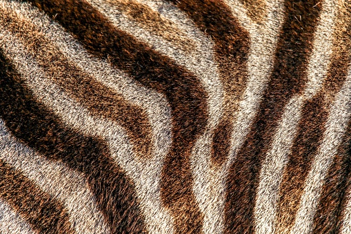 A closeup of a zebra skin - perfect for background