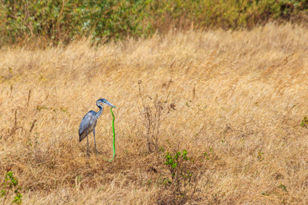 черноголовая цапля (ardea melanocephala), поедая восточную зеленую мамбу (dendroaspis angusticeps) в сухой траве в национальном парке кратера нгоронгоро, танзан - angusticeps стоковые фото и изображения