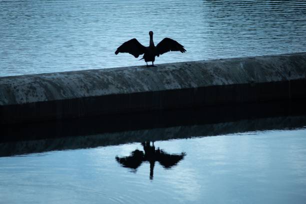 The silhouette of a bird with open wings standing on a stone block, with its image reflected in the waters