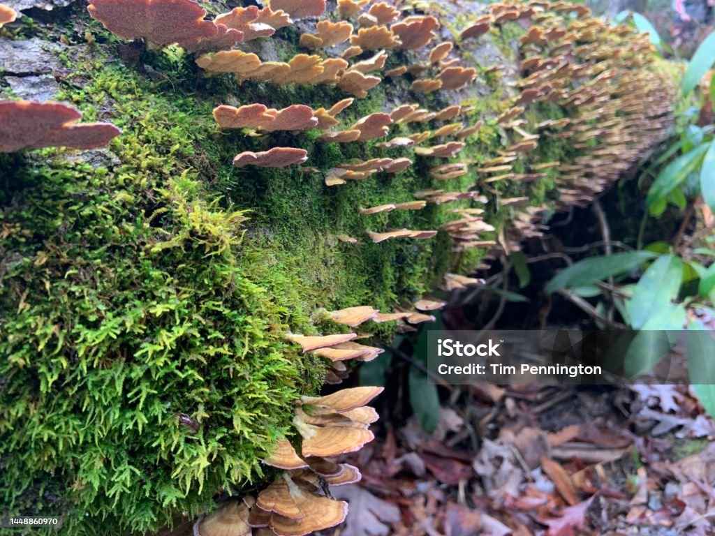 Tree covered in moss and mushrooms Appalachia Stock Photo