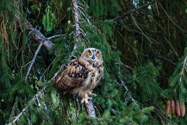istock Brown owl perched on the fir forest tree 1448862116