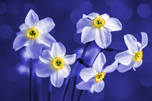 A DSLR photo of beautiful narcissus (daffodil) flowers on a blue defocused lights bokeh background. Toned image.