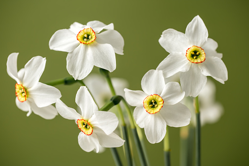 A DSLR photo of beautiful narcissus (daffodil) flowers on a green background. Shallow depth of field.