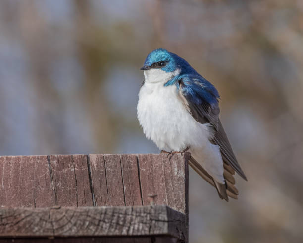 istock Tree Swallow resting on a Fence in Alaska 1448862923