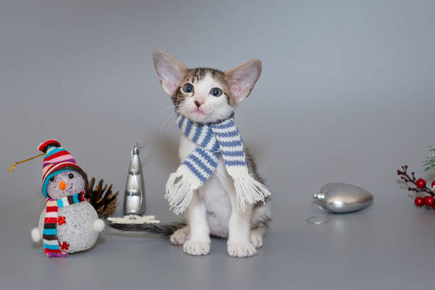 istock Small oriental kitten in a striped scarf 1448863880