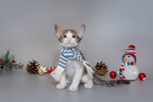 istock Small oriental kitten in a striped scarf 1448863903