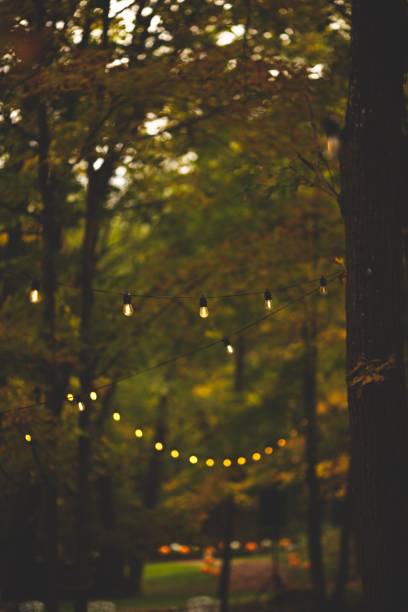 istock Vertical selective focus of string lights hanging from trees, creating a festive atmosphere 1448864157