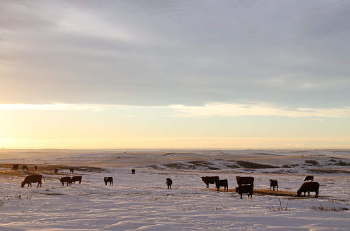 A herd of cattle on a ranch at sunset. Winter scene in southern Alberta, Canada.