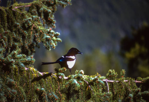 Banff National Park - Black-Billed Magpie - 1985