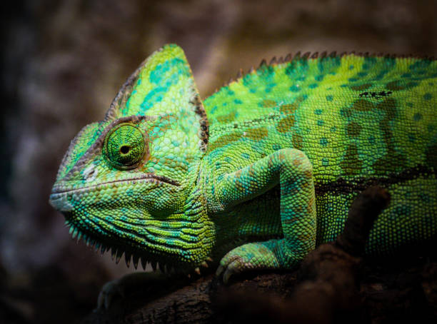 istock A close up of a Veiled chameleon 1448866141