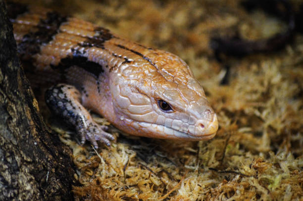istock A close up of a lizzard 1448867476