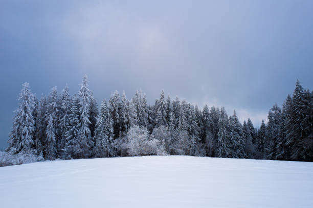 istock snow-covered forest on top of Tatra mountain Poland 1448867643